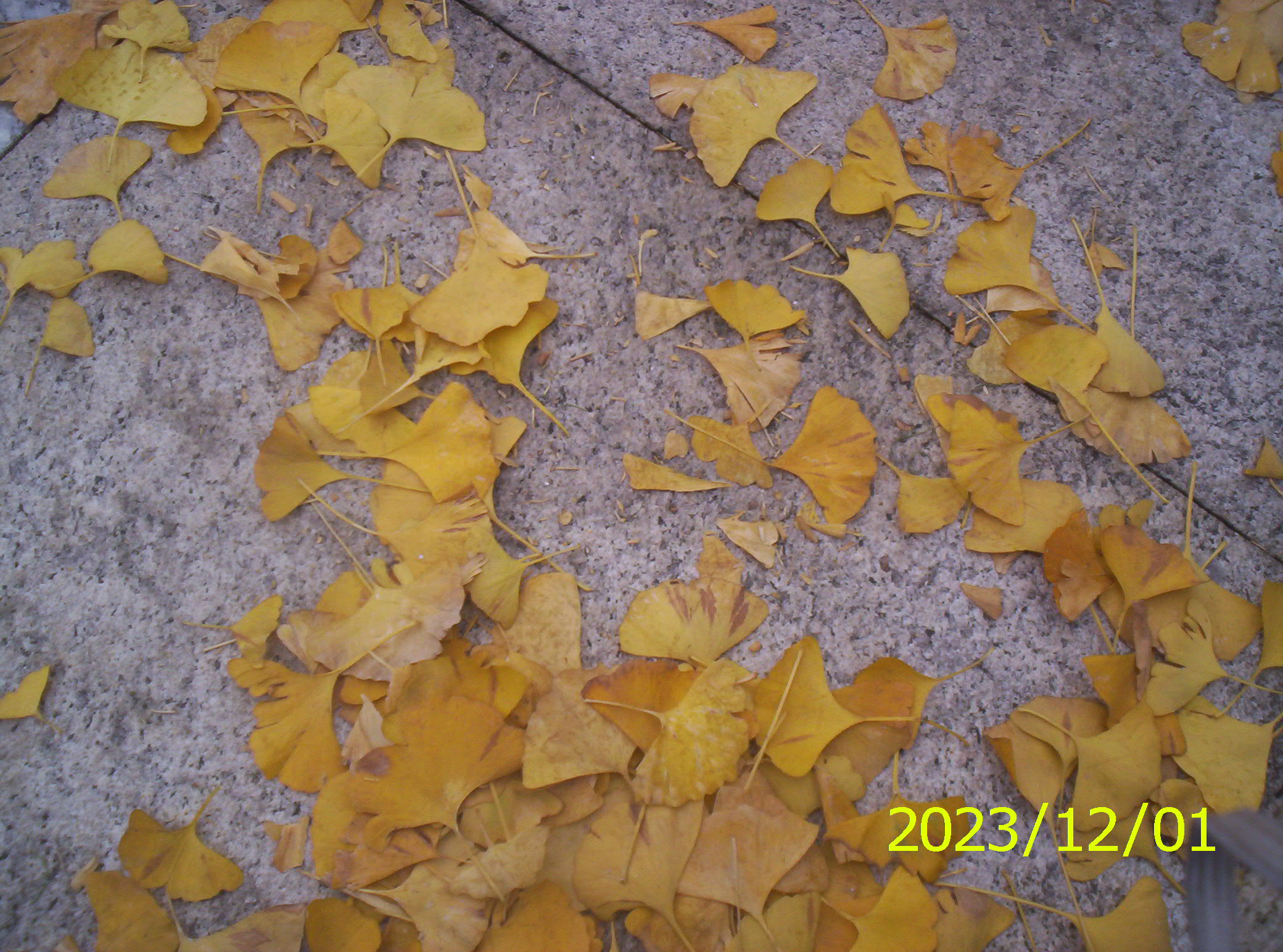 100_2688.JPG